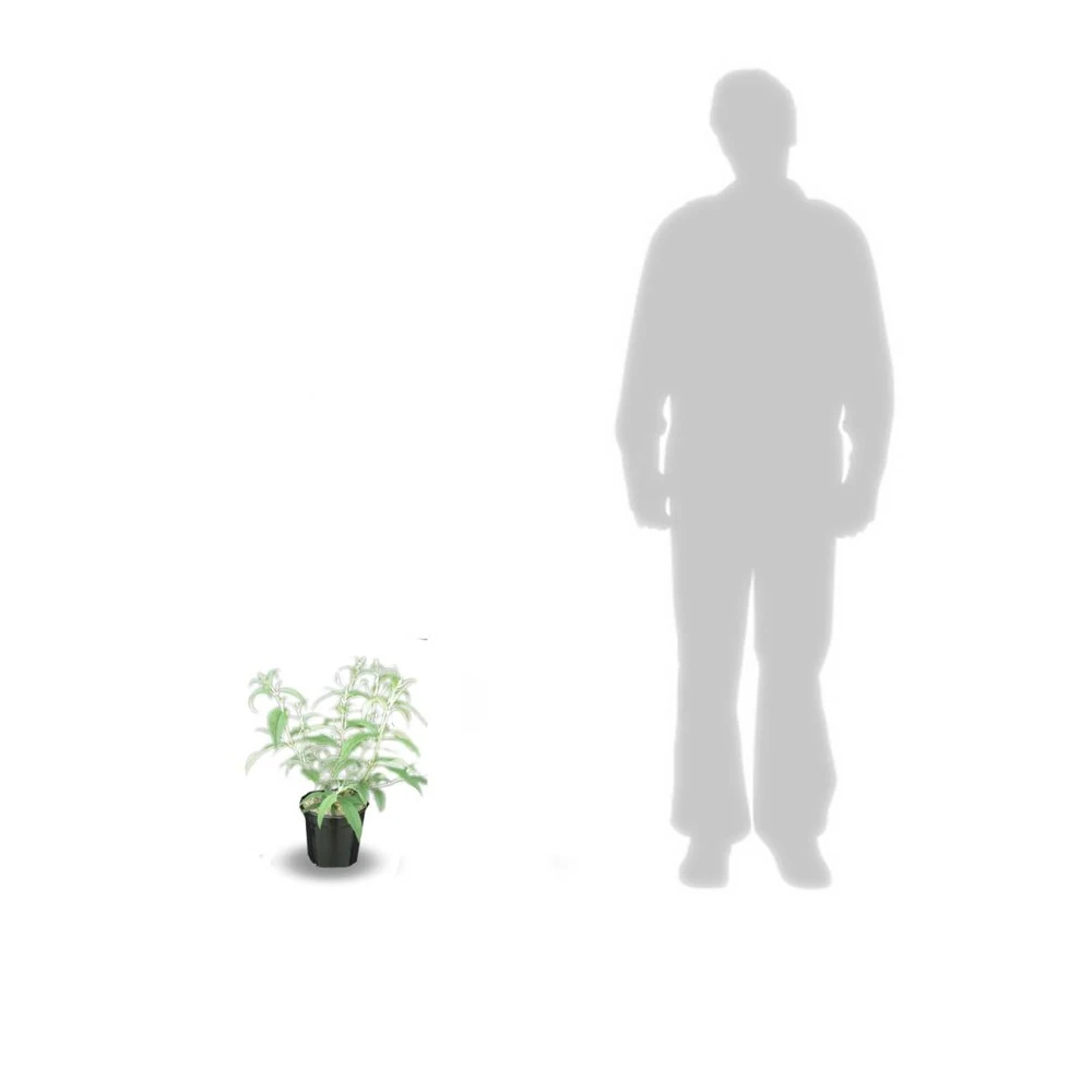 Arbre Aux Papillons Davidii Nanho Purple/pot De 4l - 40/60 Cm 2 Arbre Aux Papillons Davidii Nanho Purple/pot De 4l - 40/60 Cm – Image 2