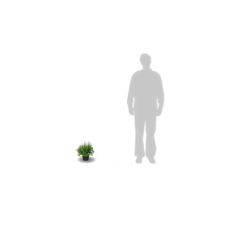 Potentille Fruticosa Red Joker/pot De 3l - 40/60 Cm 1 Potentille Fruticosa Red Joker/pot De 3l - 40/60 Cm