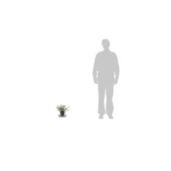 Ceanothe Pallidus Marie Simon/pot De 3l - 20/40 Cm -Magasin De Graines De Plantes 63ed36ef100486.16552232