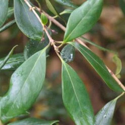 Osmanthe Heterophyllus Purpureus/pot De 3l - 40/60 Cm