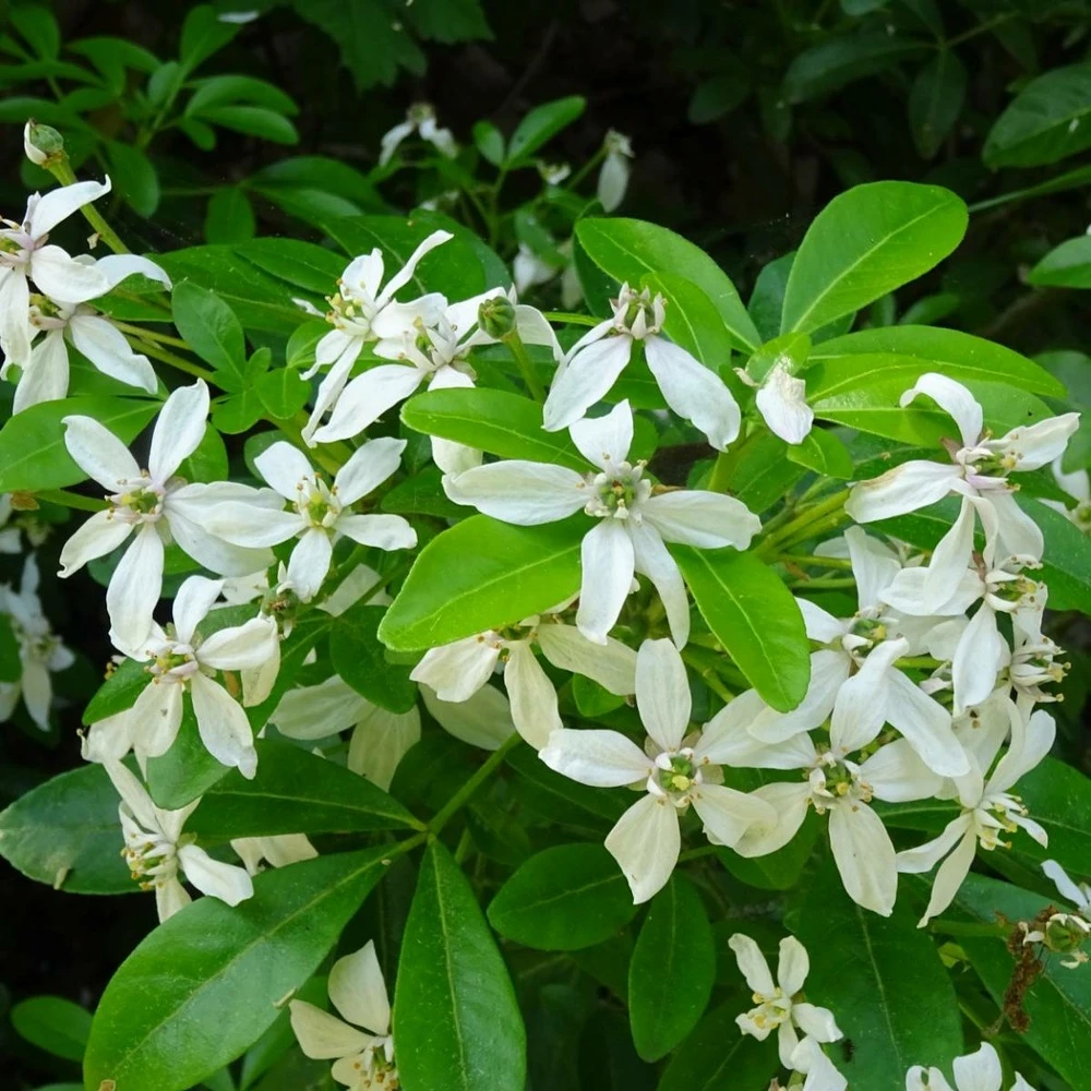 Oranger Du Mexique Ternata/pot De 15l - 60/80 Cm 1 Oranger Du Mexique Ternata/pot De 15l - 60/80 Cm