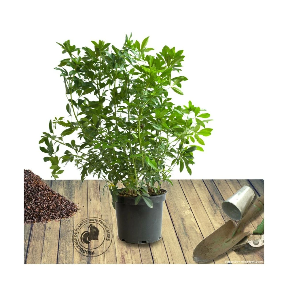 Oranger Du Mexique Ternata/pot De 15l - 60/80 Cm 2 Oranger Du Mexique Ternata/pot De 15l - 60/80 Cm – Image 2