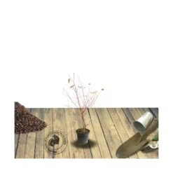 Cornouiller Blanc Alba Elegantissima/pot De 4l - 40/60 Cm