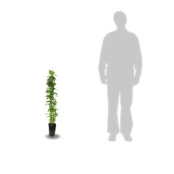 Clématite Armandii Snowdrift/pot De 3l - Echelle Bambou 60/120 Cm -Magasin De Graines De Plantes 63ed44b31224b3.67695164