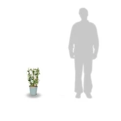 Jasmin étoilé Asiaticum Pink Showers®/pot Déco De 4,6l - Echelle 60 Cm -Magasin De Graines De Plantes 63ed450fc66427.08737740