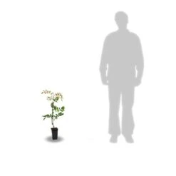 Glycine Soyeuse Venusta/pot De 1,5l - Tuteur Bambou 30/60 Cm 7 Glycine Soyeuse Venusta/pot De 1,5l - Tuteur Bambou 30/60 Cm -Magasin De Graines De Plantes 63ed465f4f3b37.19069855