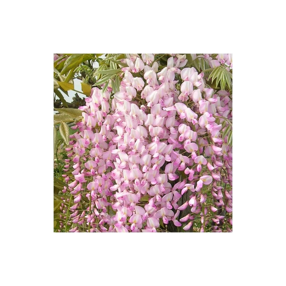 Glycine Du Japon Floribunda Pink Ice/pot De 3l - Echelle Bambou 60/120 Cm 1 Glycine Du Japon Floribunda Pink Ice/pot De 3l - Echelle Bambou 60/120 Cm