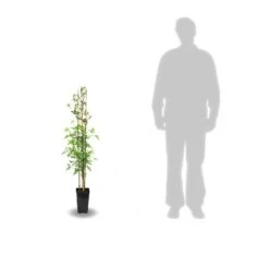 Jasmin Blanc Officinale/pot De 3l - Echelle Bambou 60/120 Cm -Magasin De Graines De Plantes 63ed46ecabc502.91203662