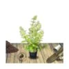 Hortensia Paniculata Limelight/pot De 7,5l - 60/80 Cm