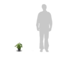 Hortensia Macrophylla Leuchtfeuer/pot De 3l - 20/40 Cm -Magasin De Graines De Plantes 63ed4918a19602.32274856