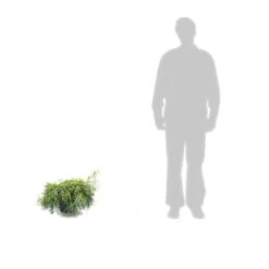 Faux Cyprès Pisifera Sungold/pot De 5l - 40/60 Cm 5 Faux Cyprès Pisifera Sungold/pot De 5l - 40/60 Cm -Magasin De Graines De Plantes 63ed4c190cca06.54404568