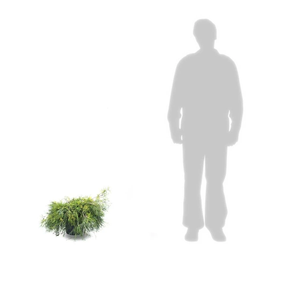 Faux Cyprès Pisifera Sungold/pot De 5l - 40/60 Cm 3 Faux Cyprès Pisifera Sungold/pot De 5l - 40/60 Cm – Image 3