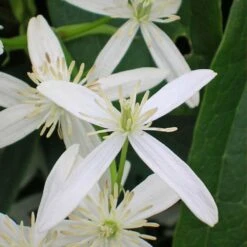 Clématite Armandii Snowdrift/pot De 6l - Tipi Bambou 90/150 Cm