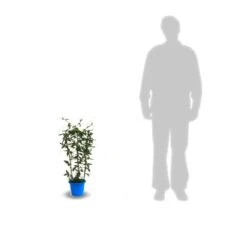 Passiflore Caerulea Purple Haze/pot De 1,5l - Tuteur Bambou 30/60 Cm -Magasin De Graines De Plantes 63efe61c706ac4.21778598