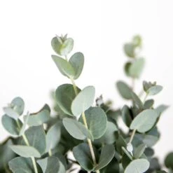 2x Eucalyptus Gunnii - Gommier - Arbuste - Persistant – ⌀17 Cm - ↕40-50 Cm -Magasin De Graines De Plantes 63f3b93fa1eaf6.27824930