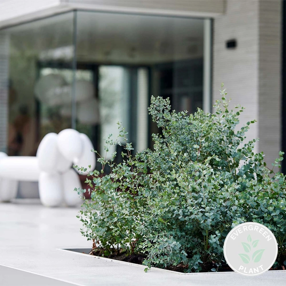 Eucalyptus Gunnii - Gommier - Arbuste - Persistant – ⌀17 Cm - ↕40-50 Cm 2 Eucalyptus Gunnii - Gommier - Arbuste - Persistant – ⌀17 Cm - ↕40-50 Cm – Image 2