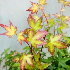 Acer Palmatum 'little Princess' – érable Du Japon – Arbuste - Rustique – ⌀19 Cm - ↕40-50 Cm -Magasin De Graines De Plantes 63f3b95f4ce7f5.69030143