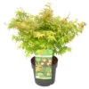 Acer Palmatum 'little Princess' – érable Du Japon – Arbuste - Rustique – ⌀19 Cm - ↕40-50 Cm