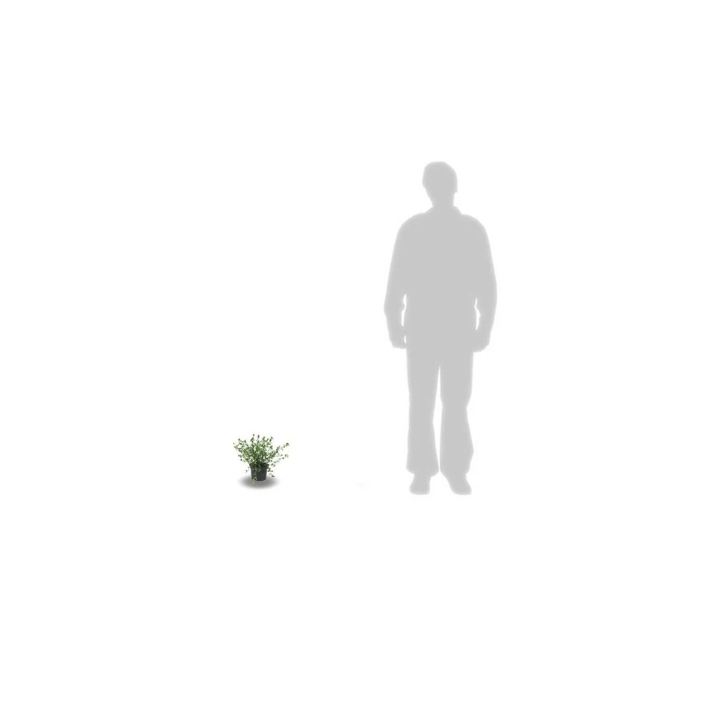 Ceanothe Delilianus Gloire De Versailles/pot De 3l - 20/40 Cm 2 Ceanothe Delilianus Gloire De Versailles/pot De 3l - 20/40 Cm – Image 2