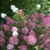 Hortensia Paniculata Sundae Fraise® 'rensun'/pot De 7,5l - 60/80 Cm