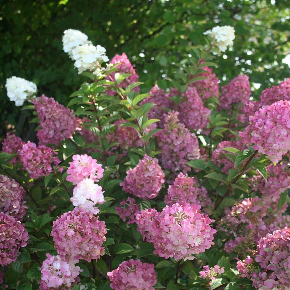 Hortensia Paniculata Sundae Fraise® 'rensun'/pot De 7,5l - 60/80 Cm 1 Hortensia Paniculata Sundae Fraise® 'rensun'/pot De 7,5l - 60/80 Cm