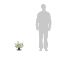 Arbre Aux Papillons Davidii Empire Blue/pot De 3l - 20/40 Cm -Magasin De Graines De Plantes 63f4b9e5634402.74822085