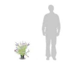 Arbre Aux Papillons Davidii Black Knight/pot De 4l - 40/60 Cm 5 Arbre Aux Papillons Davidii Black Knight/pot De 4l - 40/60 Cm -Magasin De Graines De Plantes 63f4b9ebbeb436.52219515