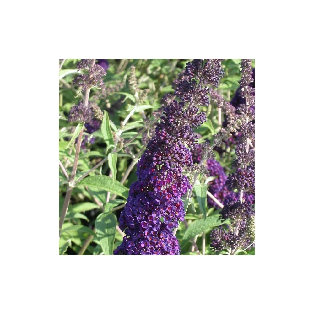 Arbre Aux Papillons Davidii Black Knight/pot De 4l - 40/60 Cm 1 Arbre Aux Papillons Davidii Black Knight/pot De 4l - 40/60 Cm