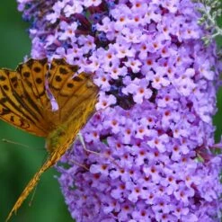 Arbre Aux Papillons Davidii Nanho Blue/pot De 7,5l - 40/60 Cm