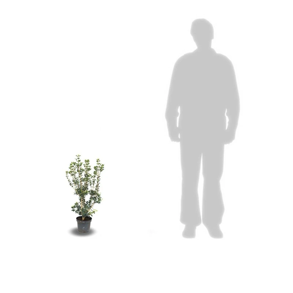 Osmanthe Heterophyllus/pot De 3l - 40/60 Cm 2 Osmanthe Heterophyllus/pot De 3l - 40/60 Cm – Image 2