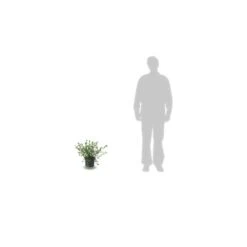 Ceanothe Pallidus Marie Simon/pot De 7,5l - 40/60 Cm -Magasin De Graines De Plantes 63f4ba37e83027.14538344