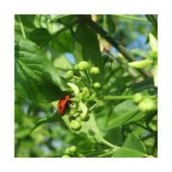 Fusain D'europe Europaeus/pot De 3l - 40/60 Cm -Magasin De Graines De Plantes 63f4ba42a1b922.67424336