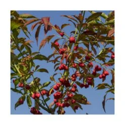 Fusain D'europe Europaeus/pot De 3l - 40/60 Cm -Magasin De Graines De Plantes 63f4ba42a54d26.48055387