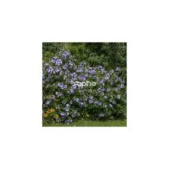 Hibiscus Syriacus Blue Chiffon® 'notwoodthree'/pot De 4l - 40/60 Cm -Magasin De Graines De Plantes 63f4ba45123893.71488894