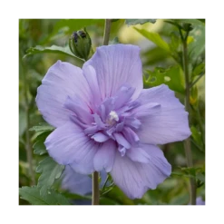 Hibiscus Syriacus Blue Chiffon® 'notwoodthree'/pot De 4l - 40/60 Cm -Magasin De Graines De Plantes 63f4ba453a9a03.76407787