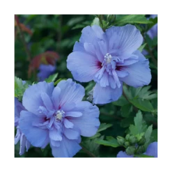 Hibiscus Syriacus Blue Chiffon® 'notwoodthree'/pot De 4l - 40/60 Cm -Magasin De Graines De Plantes 63f4ba4550a197.01377862