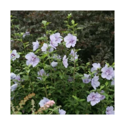 Hibiscus Syriacus Blue Chiffon® 'notwoodthree'/pot De 4l - 40/60 Cm -Magasin De Graines De Plantes 63f4ba456362a6.44329061