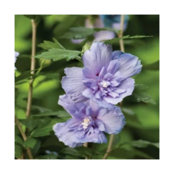 Hibiscus Syriacus Blue Chiffon® 'notwoodthree'/pot De 4l - 40/60 Cm -Magasin De Graines De Plantes 63f4ba45703d64.19434231
