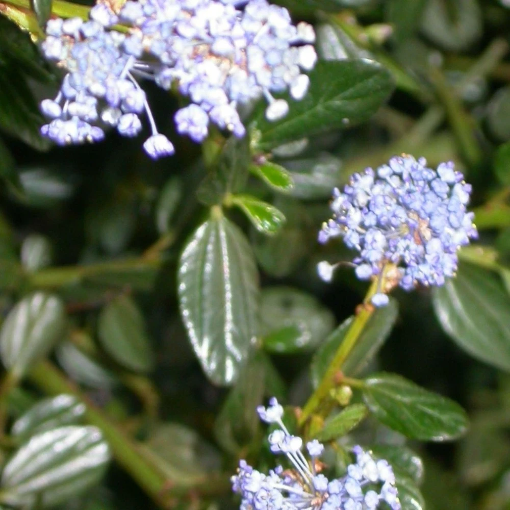 Ceanothe Thyrsiflorus Var. Repens/pot De 7,5l - 40/60 Cm 1 Ceanothe Thyrsiflorus Var. Repens/pot De 7,5l - 40/60 Cm