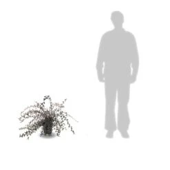 Cotoneaster Lacteus/pot De 3l - 40/60 Cm -Magasin De Graines De Plantes 63f4ba6ae73968.45907339