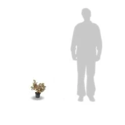 Hortensia Paniculata Kyushu/pot De 4l -Magasin De Graines De Plantes 63f4bb00570ec7.14025646