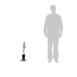 Clématite Montana Wilsonii/pot De 1,5l 5 Clématite Montana Wilsonii/pot De 1,5l -Magasin De Graines De Plantes 63f4c9cb2dfec9.68683591