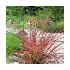 Herbe Aux écouvillons Setaceum Firework/pot De 3l - 20/40 Cm -Magasin De Graines De Plantes 63f4cb022a85f3.27805263