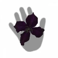 Clématite Viticella Dark Eyes/pot De 3l - Echelle Bambou 60/120 Cm 7 Clématite Viticella Dark Eyes/pot De 3l - Echelle Bambou 60/120 Cm -Magasin De Graines De Plantes 63f4cd7fd164a2.29375399