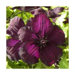 Clématite Viticella Dark Eyes/pot De 3l - Echelle Bambou 60/120 Cm