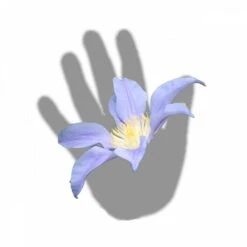 Clématite Integrifolia Blue River® 'zoblueriver'/pot De 3l - Echelle Bambou 60/120 Cm -Magasin De Graines De Plantes 63f4cebbd865d8.12957379