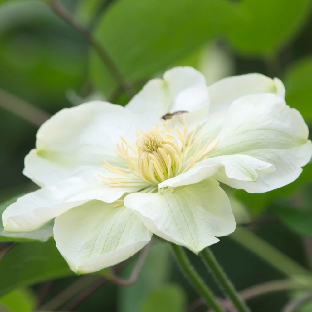 Clématite Guernsey Cream/pot De 3l - Echelle Bambou 60/120 Cm 1 Clématite Guernsey Cream/pot De 3l - Echelle Bambou 60/120 Cm