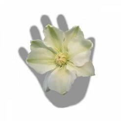 Clématite Guernsey Cream/pot De 3l - Echelle Bambou 60/120 Cm 7 Clématite Guernsey Cream/pot De 3l - Echelle Bambou 60/120 Cm -Magasin De Graines De Plantes 63f4ced88baef3.65976902