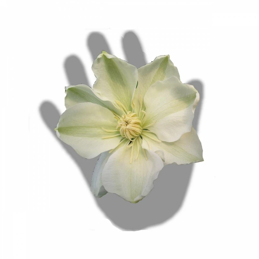 Clématite Guernsey Cream/pot De 3l - Echelle Bambou 60/120 Cm 4 Clématite Guernsey Cream/pot De 3l - Echelle Bambou 60/120 Cm – Image 4