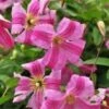 Clématite Viticella Pink Mink®/pot De 3l - Echelle Bambou 60/120 Cm
